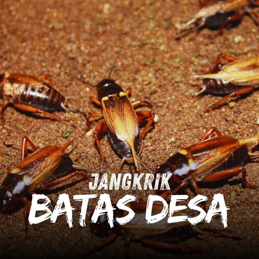 jangkrik batas desa